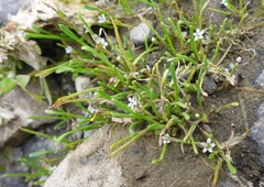 Limosella acaulis