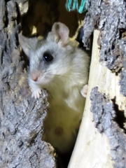 Thallomys nigricauda