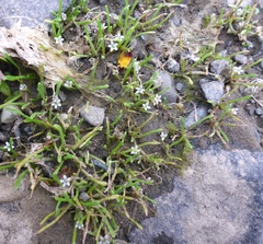 Limosella acaulis