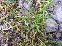 Limosella acaulis