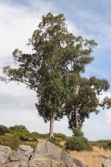 Eucalyptus gomphocephala