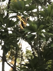 Heraclides cresphontes