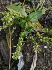 Veronica anagallis-aquatica anagallis-aquatica