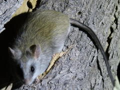 Thallomys nigricauda