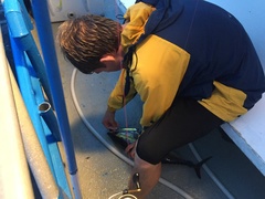 Thunnus atlanticus