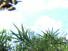 Heraclides cresphontes