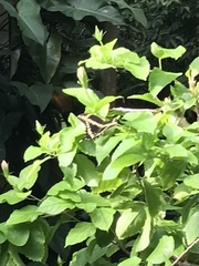 Heraclides cresphontes