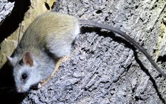 Thallomys nigricauda