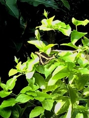 Heraclides cresphontes