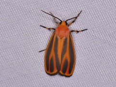 Hypoprepia miniata