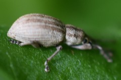 Aphrastus taeniatus