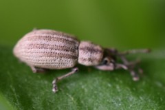 Aphrastus taeniatus