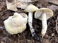 Tricholoma davisiae