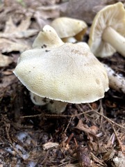 Tricholoma davisiae