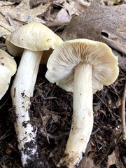 Tricholoma davisiae