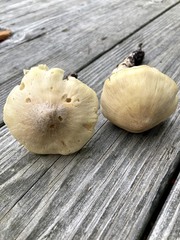 Tricholoma davisiae