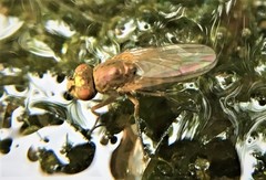 Ephydra