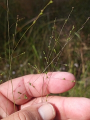 Kellochloa verrucosa