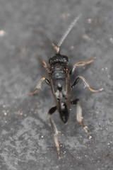 Evaniella semaeoda