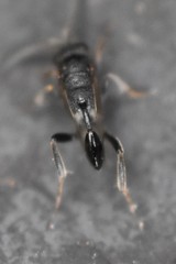 Evaniella semaeoda