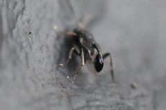 Evaniella semaeoda