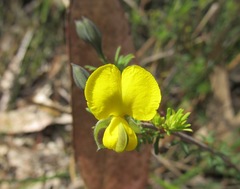 Gompholobium minus