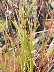 Xyris difformis