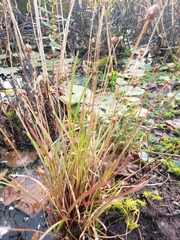 Xyris difformis