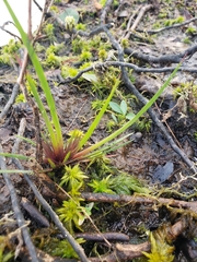 Xyris difformis