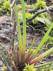 Xyris difformis
