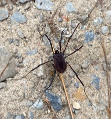 Hadrobunus maculosus