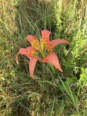 Lilium catesbaei image