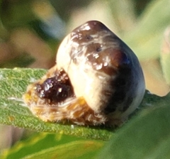 Mastophora hutchinsoni