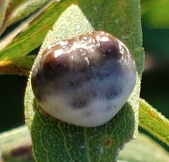 Mastophora hutchinsoni
