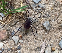 Hadrobunus maculosus