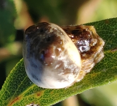 Mastophora hutchinsoni