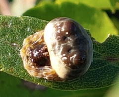 Mastophora hutchinsoni
