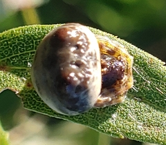 Mastophora hutchinsoni