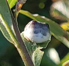 Mastophora hutchinsoni