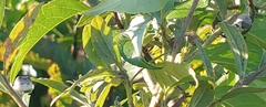 Mastophora hutchinsoni