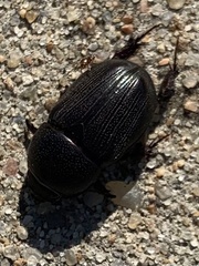 Euetheola