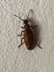 Omphrina