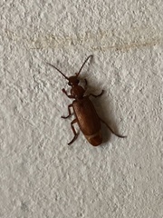 Omphrina