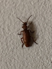 Omphrina