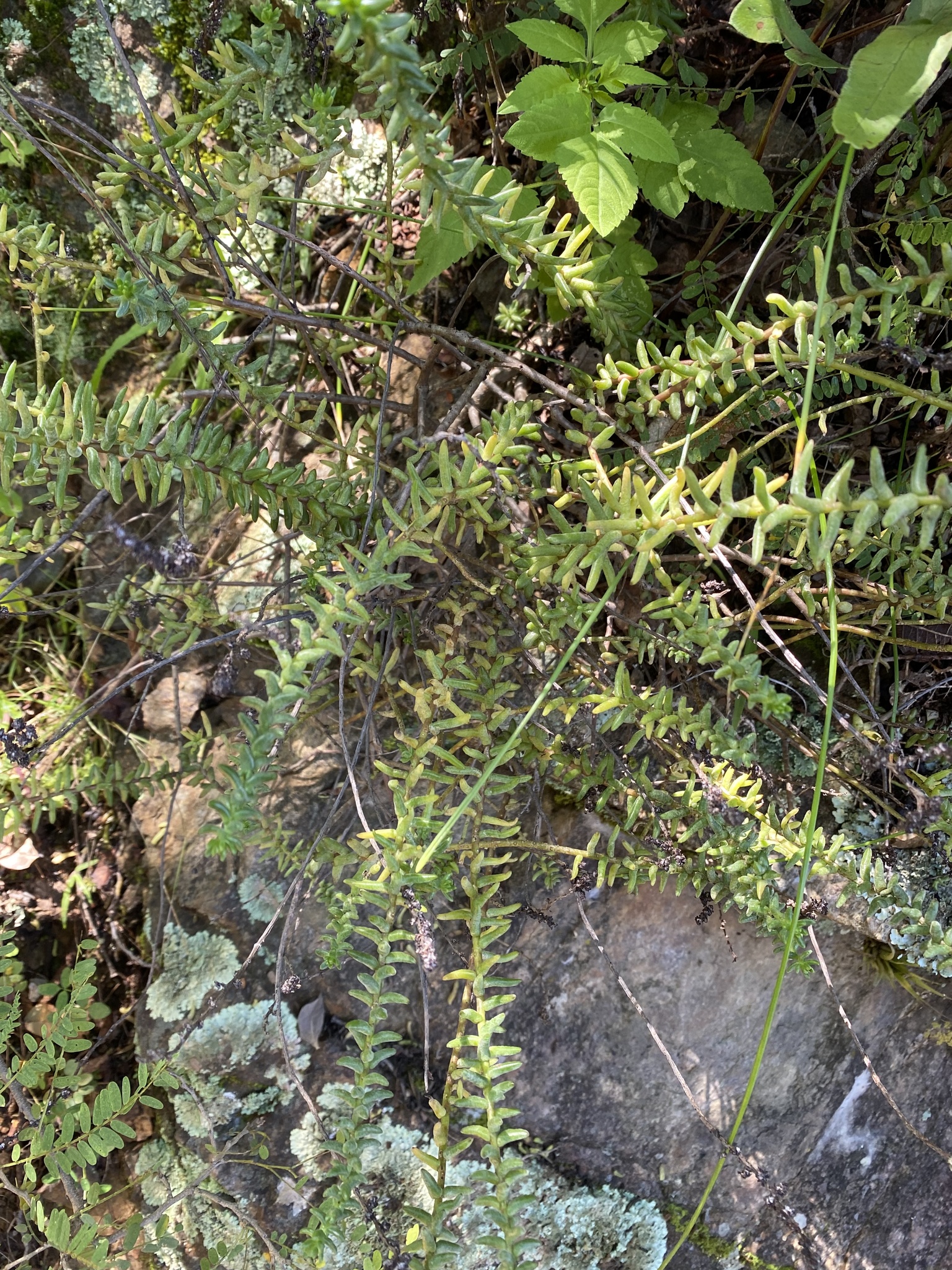 Villadia guatemalensis