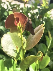 Asbolis capucinus