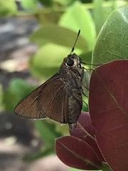 Asbolis capucinus