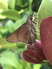 Asbolis capucinus