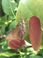 Asbolis capucinus