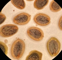 Corispermum americanum